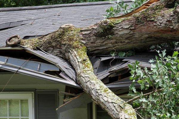 Cost of Storm Remediation in Woodinville